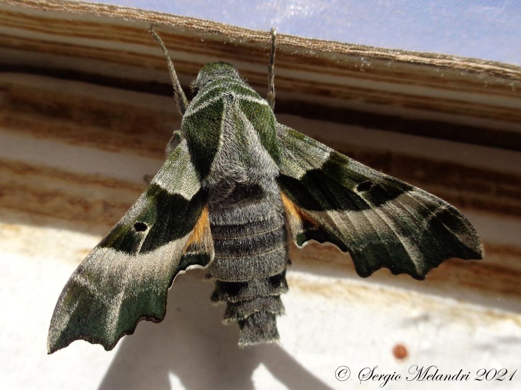 Proserpinus proserpina - Sphingidae